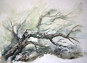 Windbruch, 30x40, Aquarell auf Papier