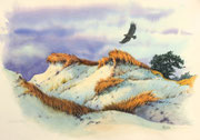 Seeadler über den Dünen, 30x40, Aquarell auf Papier