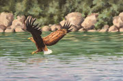 Seeadler, 40x60, Acryl auf Leinwand