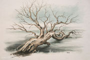 Gefallener Baum, 30x40, Aquarell auf Papier