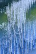 白い樹林  （日光 湯西川湖） 榊原さん