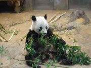 上野動物園リーリー