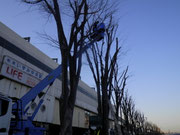 街路樹剪定中　高所作業中