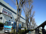 街路樹剪定前