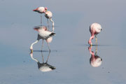 Flamingos in der Atacama