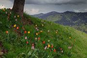 Bettina Schmidt - "Tulpen am Hang"