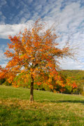 Herbststimmung Taunus