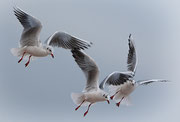 Birgit Petrasek - "Hungriges Trio"