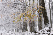 Catrin Strubel - "Schneeverzauberte Buche"