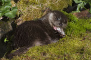 © Objectif Loutres - Stéphane Raimond - Exposition à louer sur la loutre d'Europe