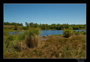 © Objectif Loutre - Stéphane Raimond - étang de Chabanne- Plateau de Millevaches