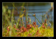 © Objectif Loutre - Stéphane Raimond - Droséra