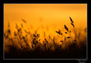 © Objectif Loutre - Stéphane Raimond - champ au crépuscule