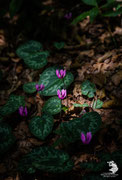 Ciclamino (Cyclamen)