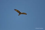 Poiana (Buteo buteo)