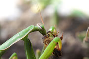 Mantis religiosa