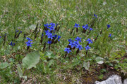 Genziana (Gentiana nivalis)