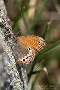 Coenonympha arcania