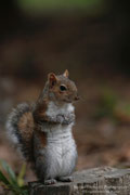 Scoiattolo grigio (Sciurus carolinensis)