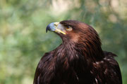 Aquila reale (Aquila chrysaetos)