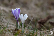 Zafferano alpino (Crocus albiflorus)