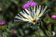 Podalirio (Iphiclides podalirius)