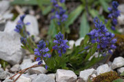 Polygala alpestris