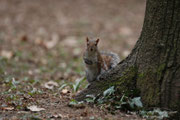 Scoiattolo grigio (Sciurus carolinensis)