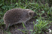 Riccio comune (Erinaceus europaeus)