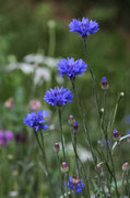 Fiordaliso (Centaurea cyanus)