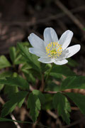 Anemone dei boschi (Anemone nemorosa L.)