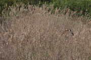 Falco pescatore (Pandion haliaetus) una rarità qui in Lombardia