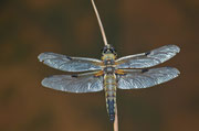 Libellula quadrimaculata