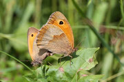 Maniola jurtina