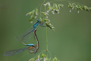 Coenagrion puella