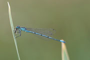 Enallagma cyathigerum