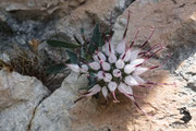 Raponzolo di roccia (Physoplexis comosa)