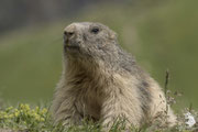Marmotta delle Alpi (Marmota marmota)