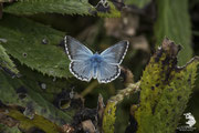Glaucopsyche alexis