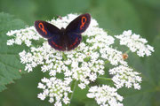 Erebia aethiops, la sua particolarità l'alone bluastro sulle ali