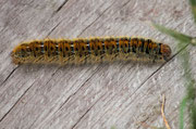 Thaumetopoea pityocampa