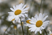 Margherita diploide (Leucanthemum vulgare)