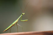 Mantis religiosa