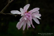 Magnolia stellata rosa
