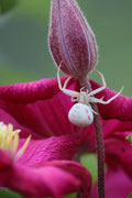 Misumena vatia