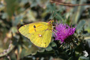 Colias croceus (crocea)