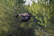 Aquila reale (Aquila chrysaetos)