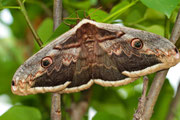 Saturnia pavoniella (femmina)