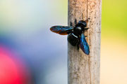 Ape legnaiola (Xylocopa violacea)