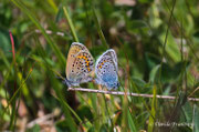 Polyommatus icarus 